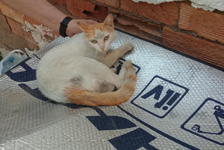 Alerte Disparition Chat Femelle , 5 ans Murcia Espagne